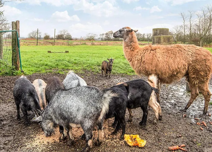 4 Person In Holiday home Hojer